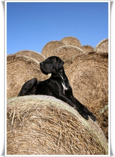 Bożyszcze Dog