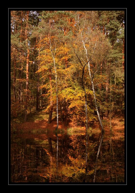 Golejów