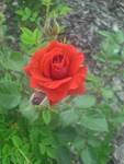rose past