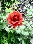 Rose future