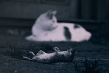 the kat