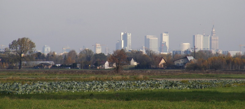 Warszawa w kapuście