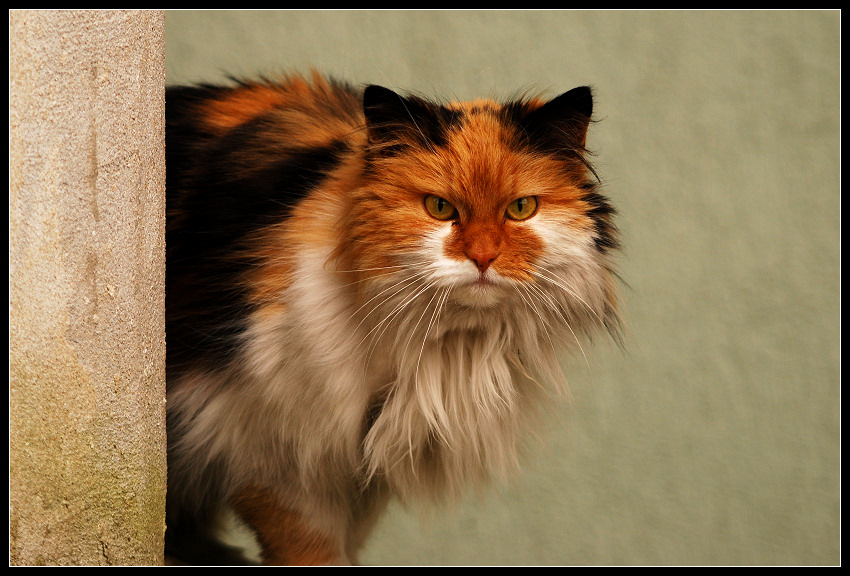Garfield