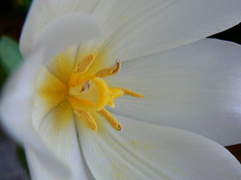 tulipan