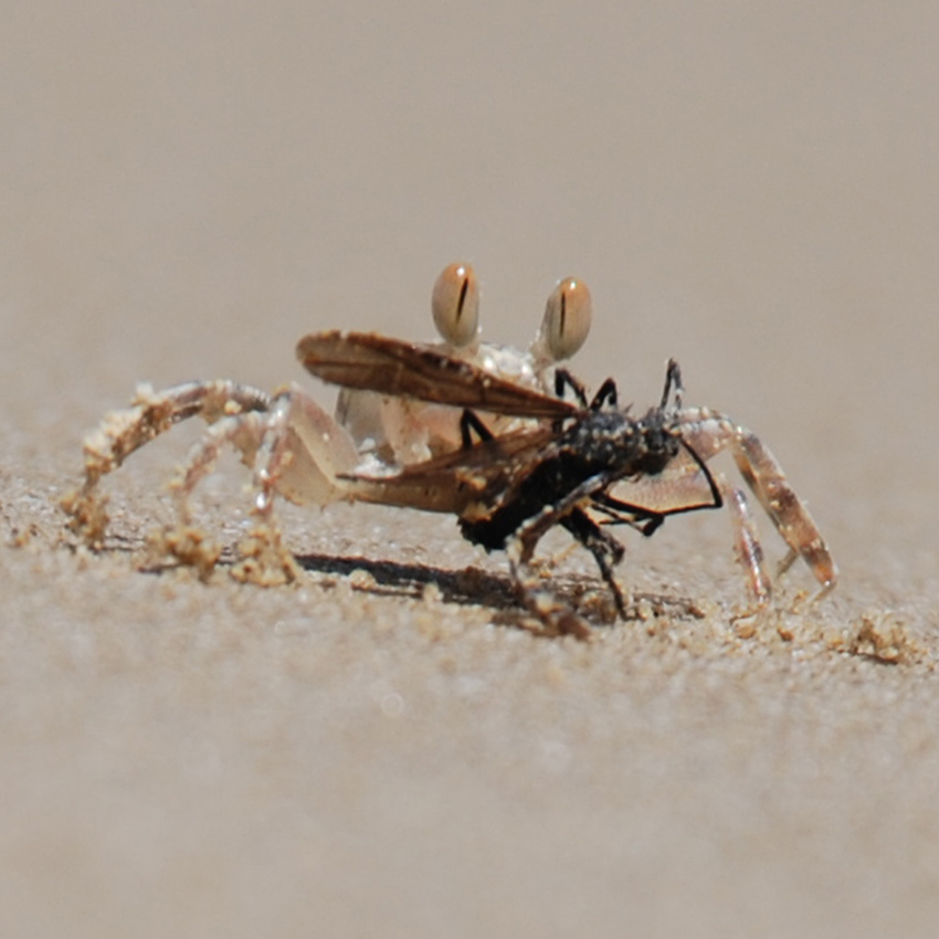 Krab podczas posiłku