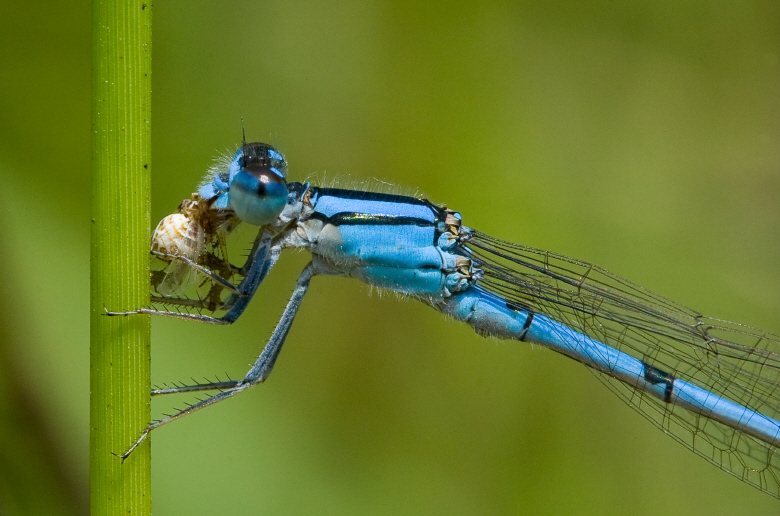 Tule Bluet - Enallagma carunculatum