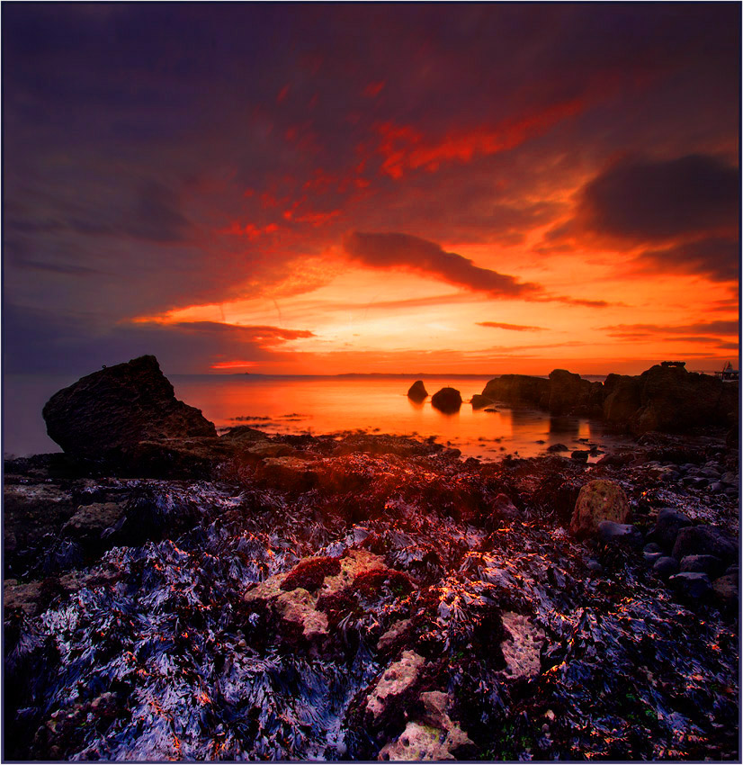 Crimson Swamp II