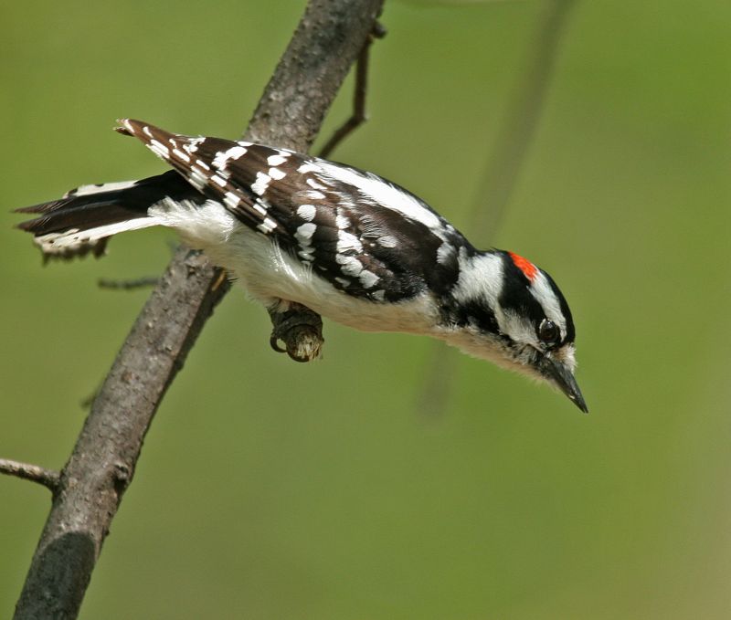 Downy Woodpecker