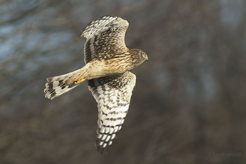 Blotniak zbozowy, Cirus cyaneus, Northern Harrier