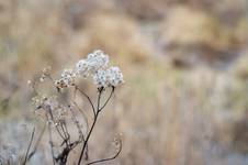 Póżna jesień 2008