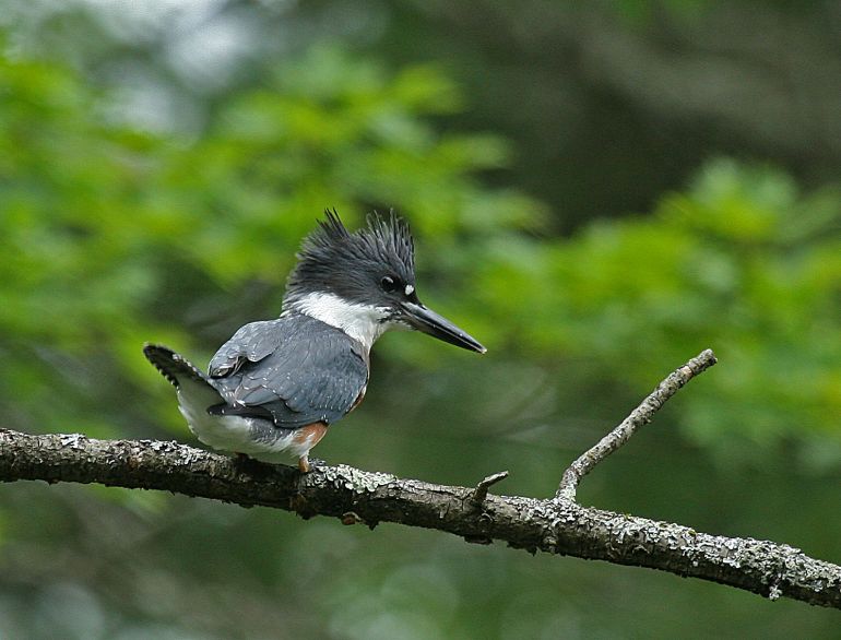Belted Kingfisher