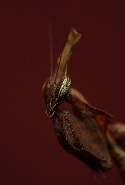 Phyllocrania paradoxa