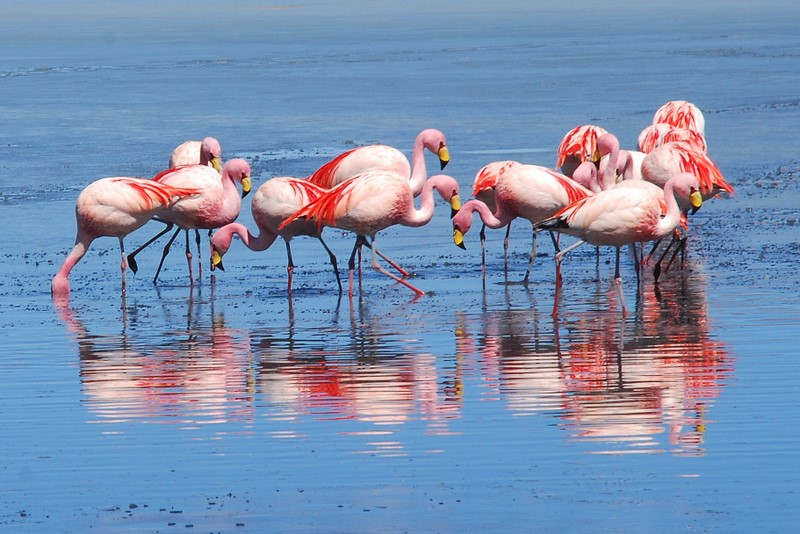 Flamingi