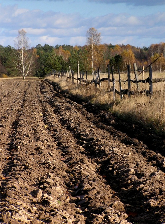 płot