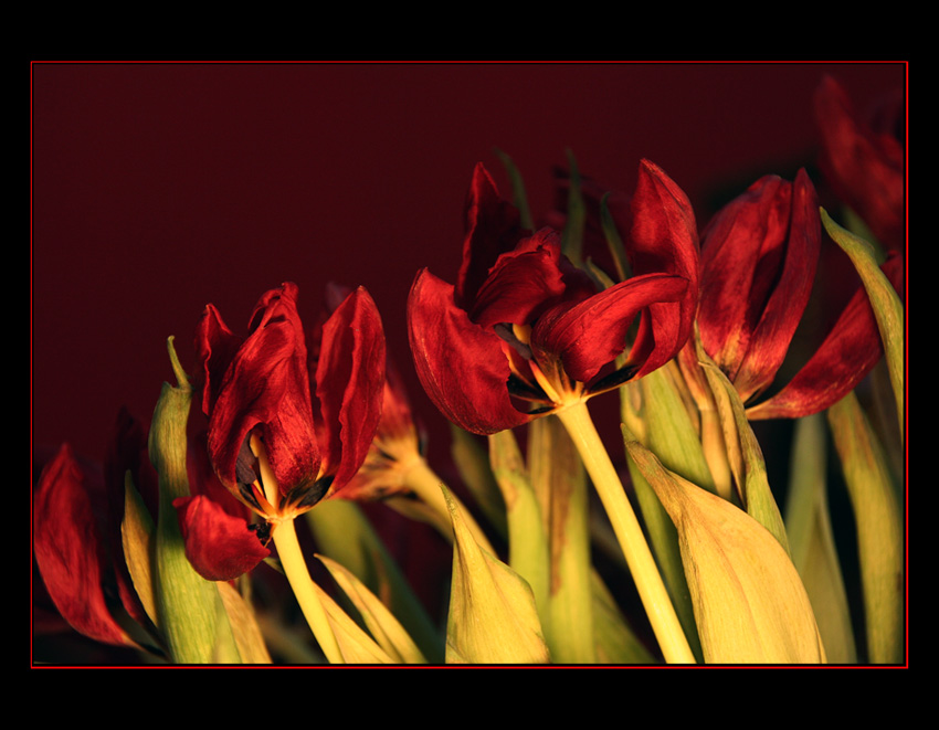 Grudniowe tulipanki