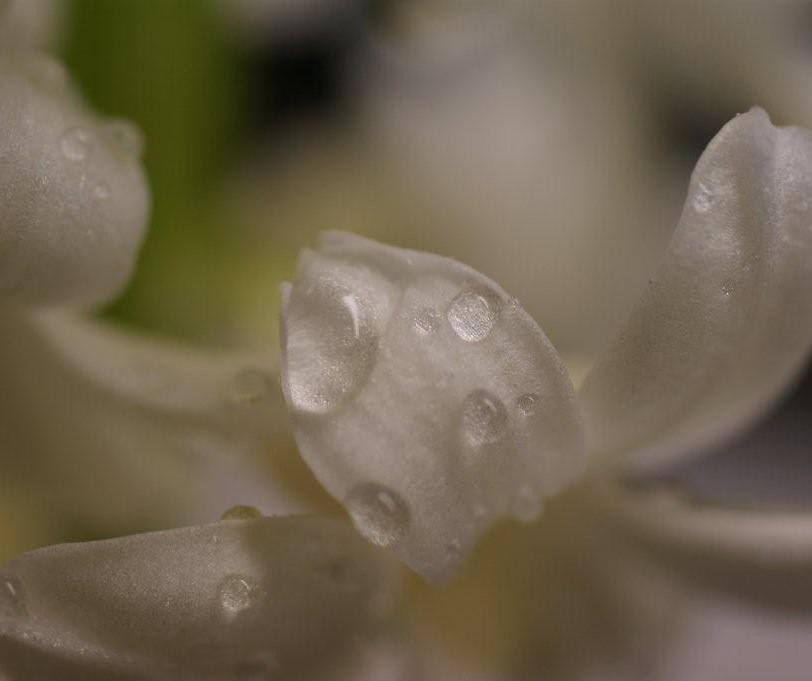 kropla rosy