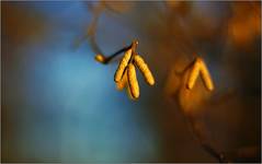 barwy...