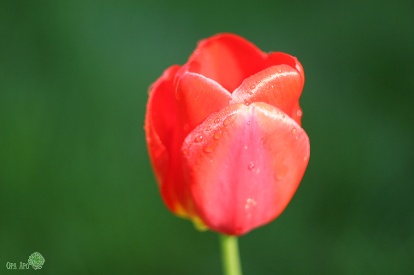 Tulipan