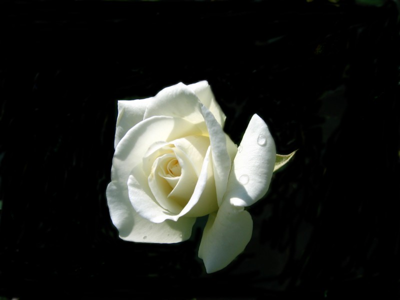 white rose