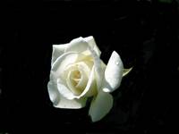 white rose