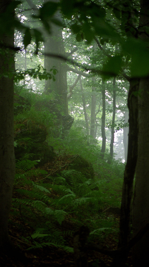 Dzikie Bieszczady