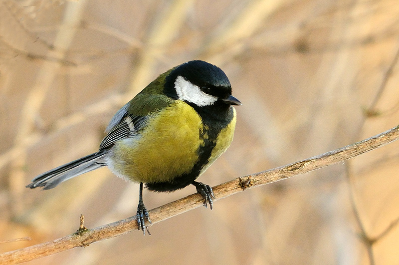 bogata