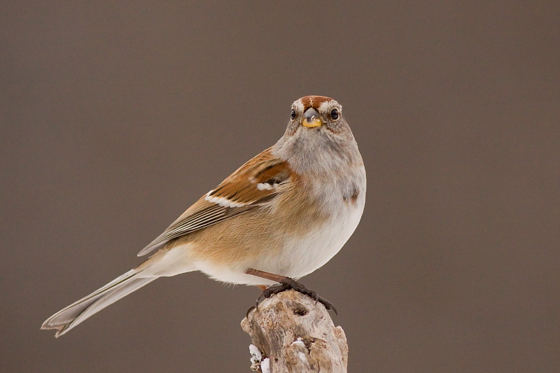 American Tree Sparrow