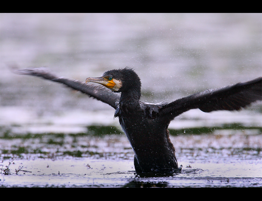 Kormoran  Czarny