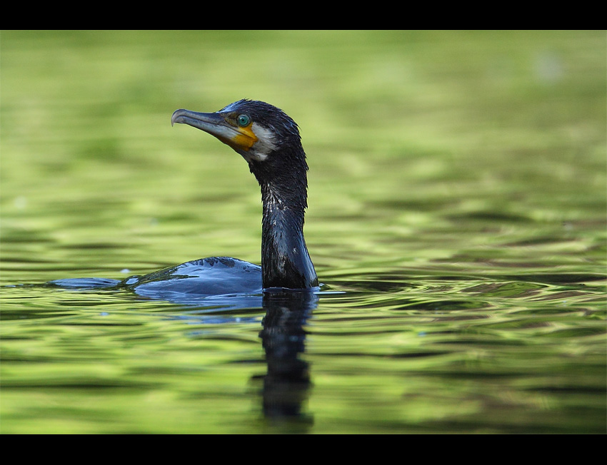 Kormoran