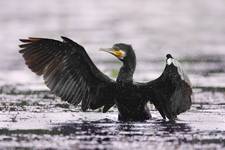 Kormoran Czarny