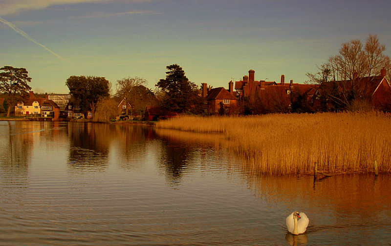 Gdzies w New Forest