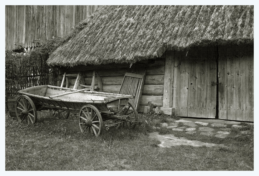 Nasze korzenie
