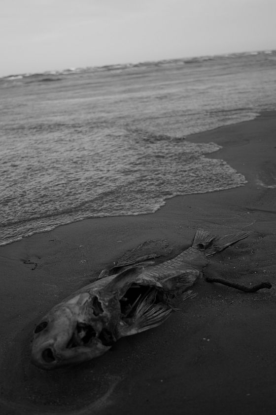 Fishbone