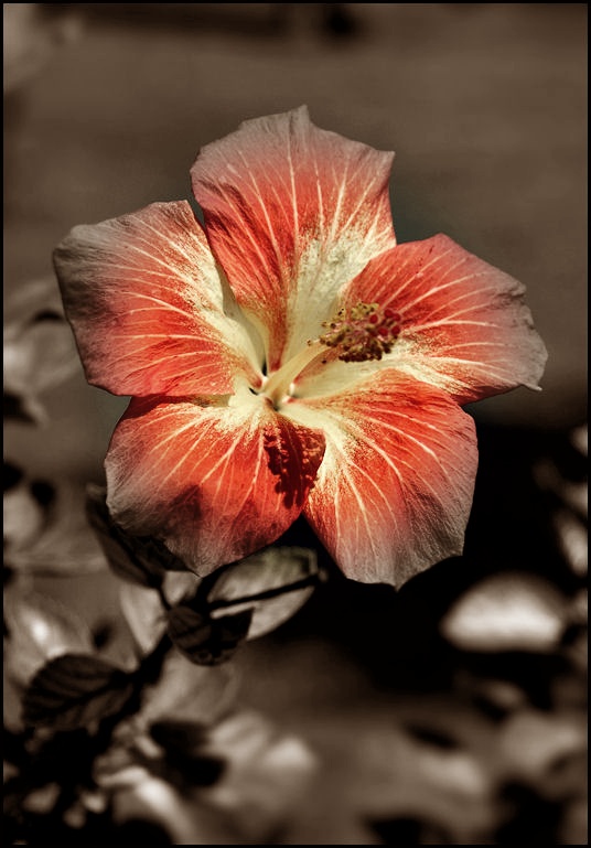 Hibiskus