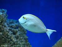 przyjaciel z oceanarium