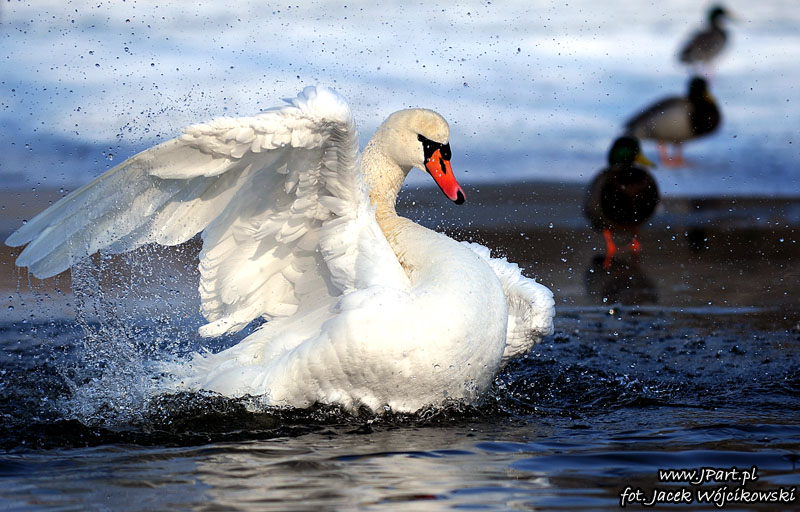 Łabędź