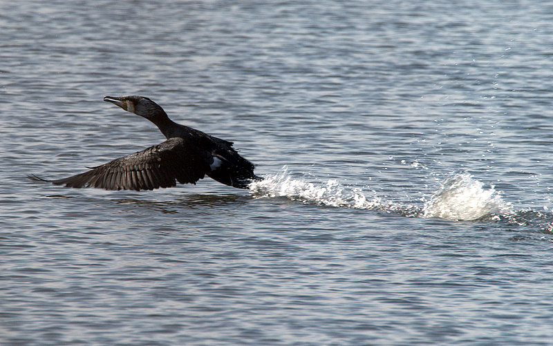 kormoran