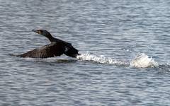 kormoran
