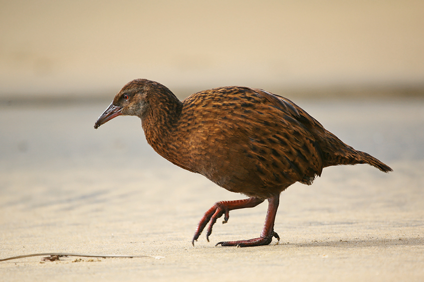 Weka - plażowy łobuz.