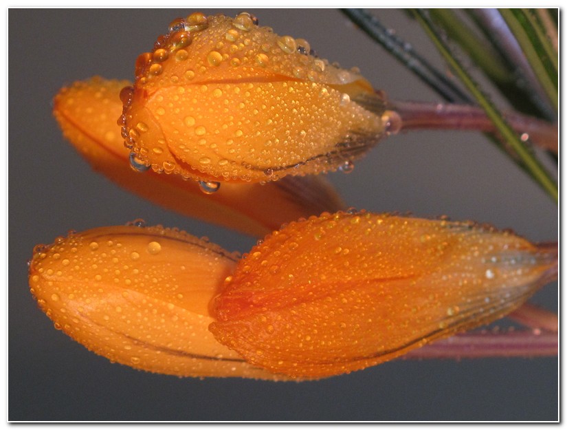 krokusy
