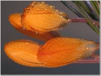 krokusy