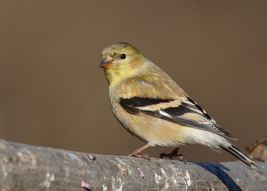 American Goldfinch