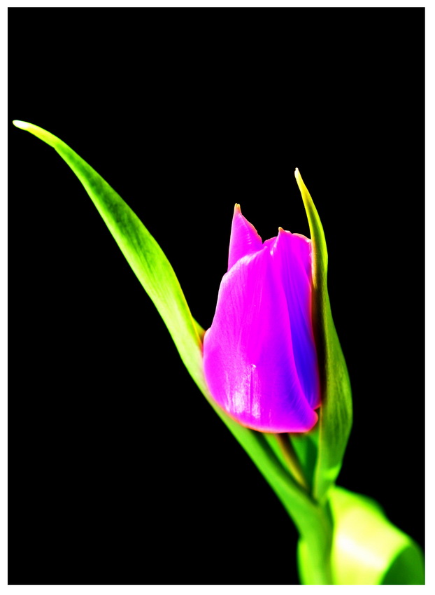 tulip