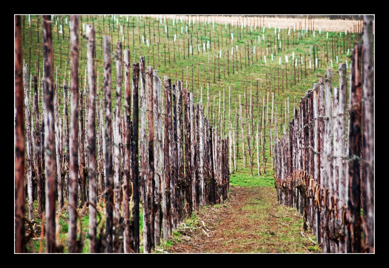 Vineyard