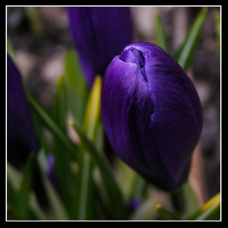 Krokus