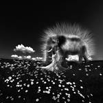 Digital Dreams....