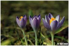 Krokusy