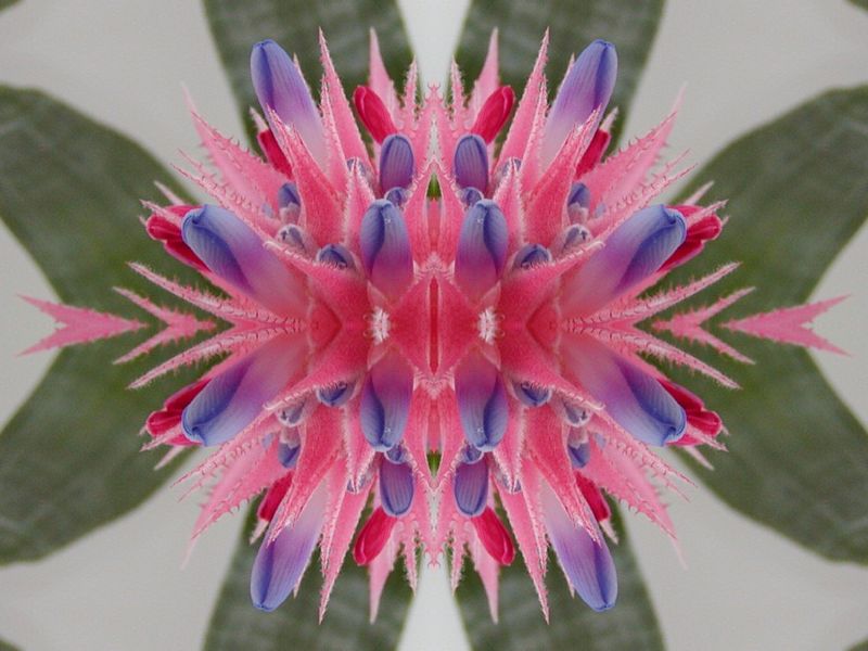 agawa
