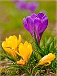 crocus