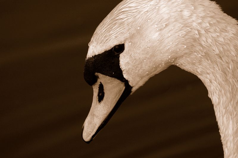 Łabądziek
